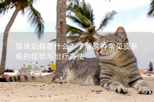 猫咪奶藓是什么？了解这种常见皮肤病的症状与治疗方法