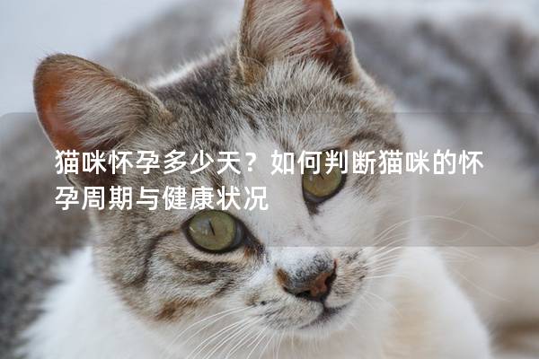 猫咪怀孕多少天？如何判断猫咪的怀孕周期与健康状况