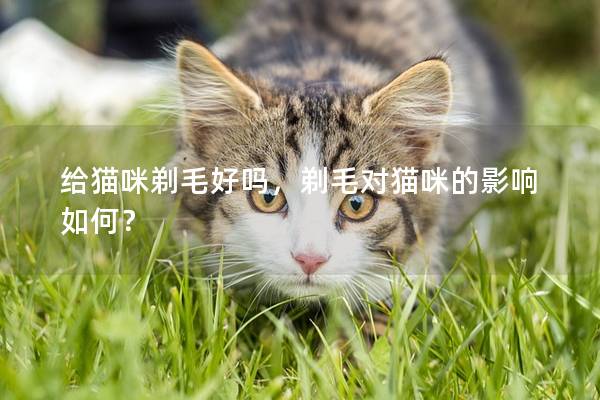 给猫咪剃毛好吗，剃毛对猫咪的影响如何？