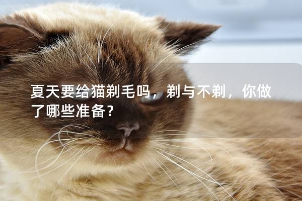 夏天要给猫剃毛吗，剃与不剃，你做了哪些准备？