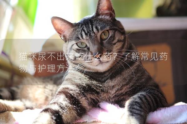 猫咪尿不出来吃什么药？了解常见药物与护理方法