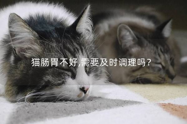 猫肠胃不好,需要及时调理吗？