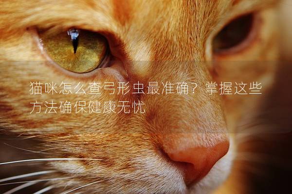 猫咪怎么查弓形虫最准确？掌握这些方法确保健康无忧