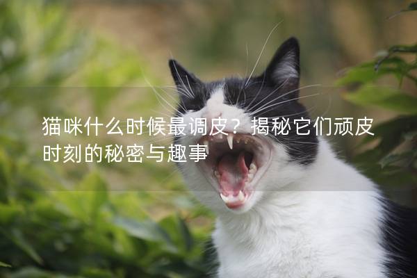 猫咪什么时候最调皮？揭秘它们顽皮时刻的秘密与趣事