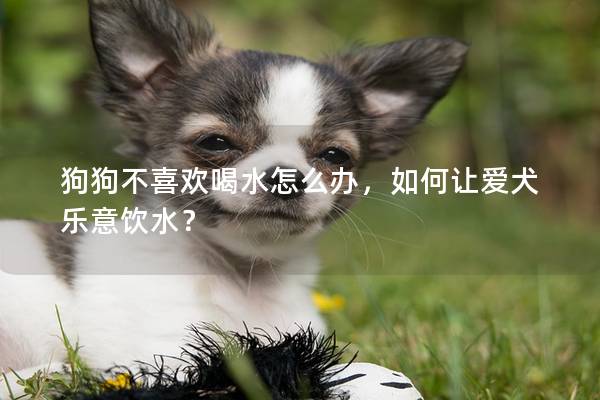 狗狗不喜欢喝水怎么办，如何让爱犬乐意饮水？