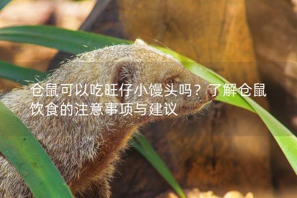 仓鼠可以吃旺仔小馒头吗?了解仓鼠饮食的注意事项与建议 仓鼠可以吃旺仔小馒头吗?了解仓鼠饮食的注意事项与建议