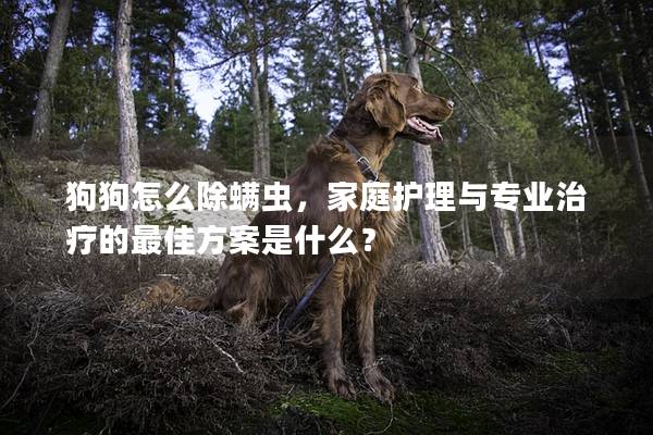 狗狗怎么除螨虫，家庭护理与专业治疗的最佳方案是什么？