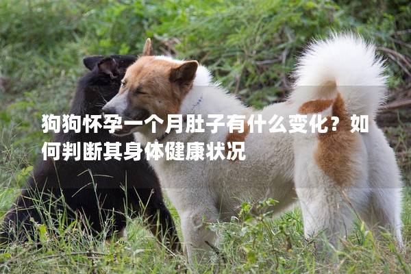 狗狗怀孕一个月肚子有什么变化？如何判断其身体健康状况