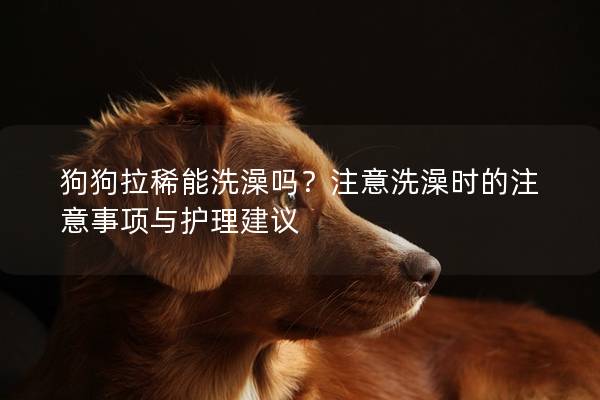 狗狗拉稀能洗澡吗？注意洗澡时的注意事项与护理建议