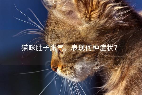 猫咪肚子胀气，表现何种症状？