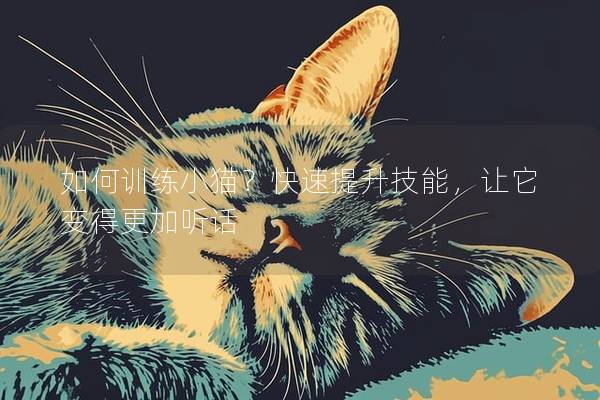 如何训练小猫？快速提升技能，让它变得更加听话