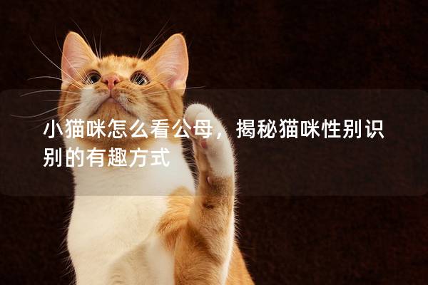 小猫咪怎么看公母，揭秘猫咪性别识别的有趣方式