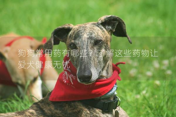 狗狗常用药有哪些？了解这些药物让爱犬健康无忧