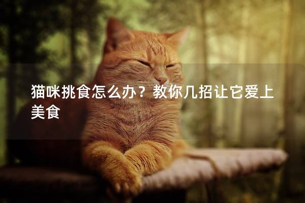 猫咪挑食怎么办？教你几招让它爱上美食