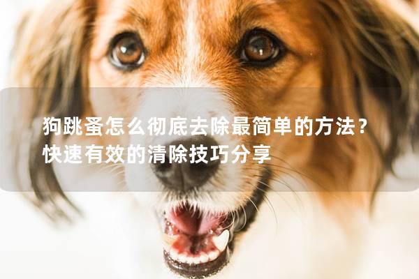 狗跳蚤怎么彻底去除最简单的方法？快速有效的清除技巧分享