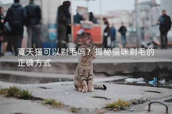 夏天猫可以剃毛吗？揭秘猫咪剃毛的正确方式