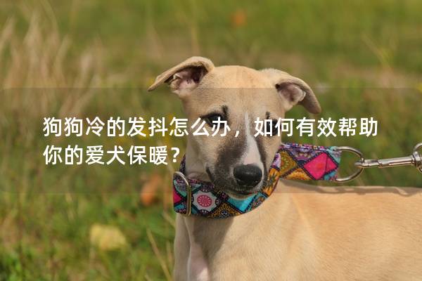 狗狗冷的发抖怎么办，如何有效帮助你的爱犬保暖？