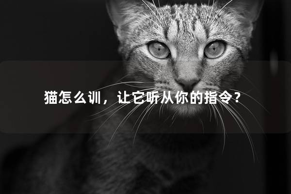 猫怎么训，让它听从你的指令？