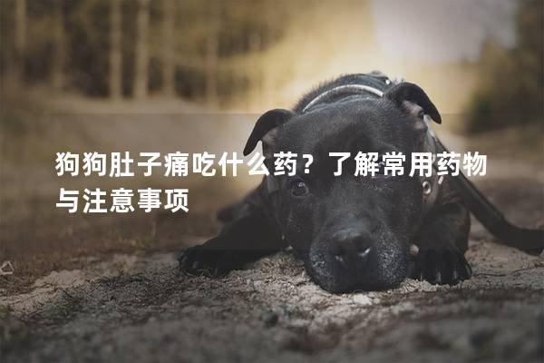 狗狗肚子痛吃什么药？了解常用药物与注意事项