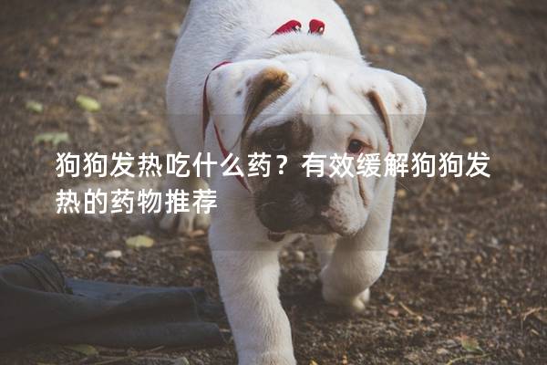 狗狗发热吃什么药？有效缓解狗狗发热的药物推荐