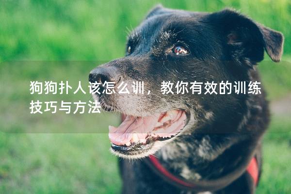 狗狗扑人该怎么训，教你有效的训练技巧与方法