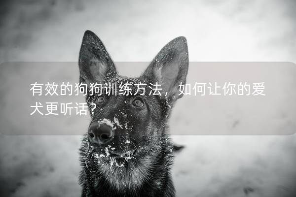 有效的狗狗训练方法，如何让你的爱犬更听话？