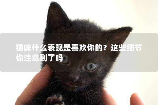 猫咪什么表现是喜欢你的？这些细节你注意到了吗