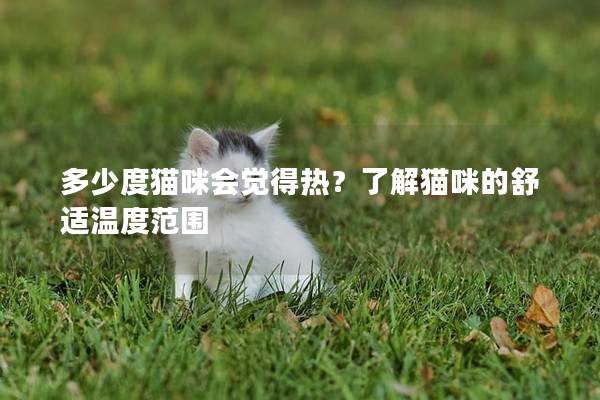 多少度猫咪会觉得热？了解猫咪的舒适温度范围