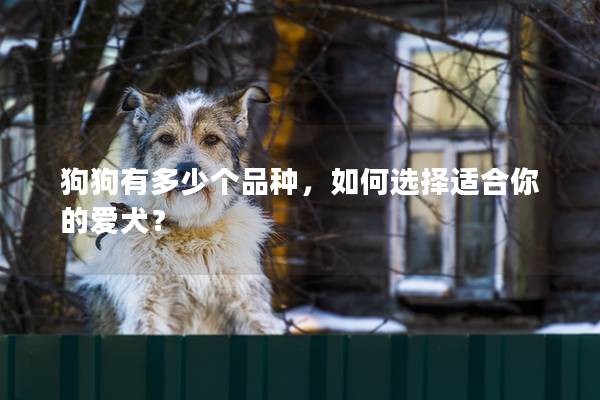 狗狗有多少个品种，如何选择适合你的爱犬？