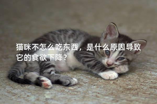 猫咪不怎么吃东西，是什么原因导致它的食欲下降？