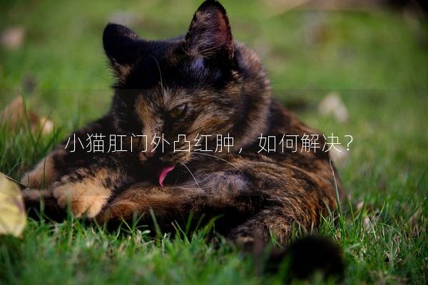 小猫肛门外凸红肿，如何解决？