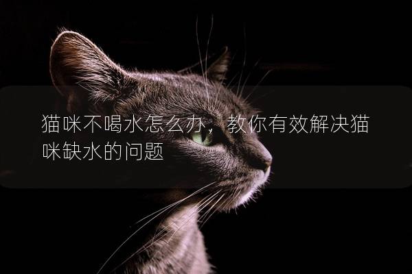 猫咪不喝水怎么办，教你有效解决猫咪缺水的问题