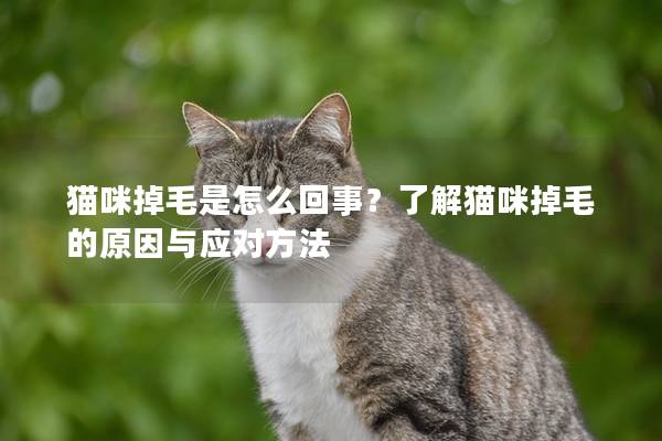 猫咪掉毛是怎么回事？了解猫咪掉毛的原因与应对方法