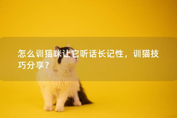 怎么训猫咪让它听话长记性，训猫技巧分享？