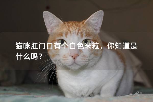 猫咪肛门口有个白色米粒，你知道是什么吗？