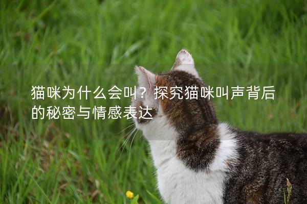 猫咪为什么会叫？探究猫咪叫声背后的秘密与情感表达