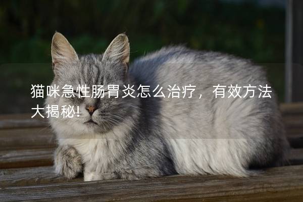 猫咪急性肠胃炎怎么治疗，有效方法大揭秘!