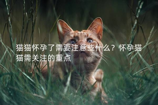 猫猫怀孕了需要注意些什么？怀孕猫猫需关注的重点