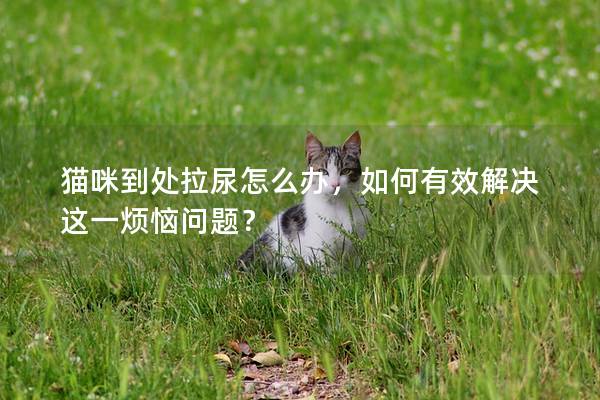 猫咪到处拉尿怎么办，如何有效解决这一烦恼问题？