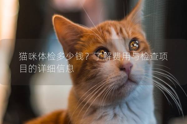 猫咪体检多少钱？了解费用与检查项目的详细信息