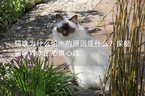 猫咪为什么怕水的原因是什么？探秘猫咪对水的恐惧心理