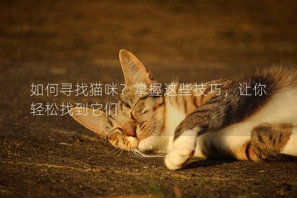 如何寻找猫咪？掌握这些技巧，让你轻松找到它们