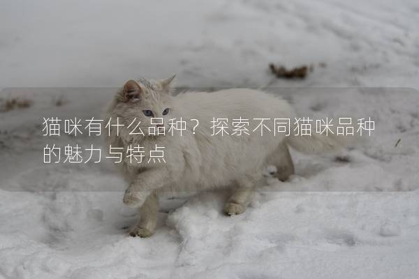 猫咪有什么品种？探索不同猫咪品种的魅力与特点