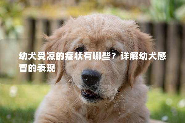 幼犬受凉的症状有哪些？详解幼犬感冒的表现