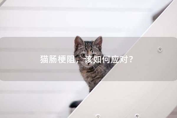 猫肠梗阻，该如何应对？