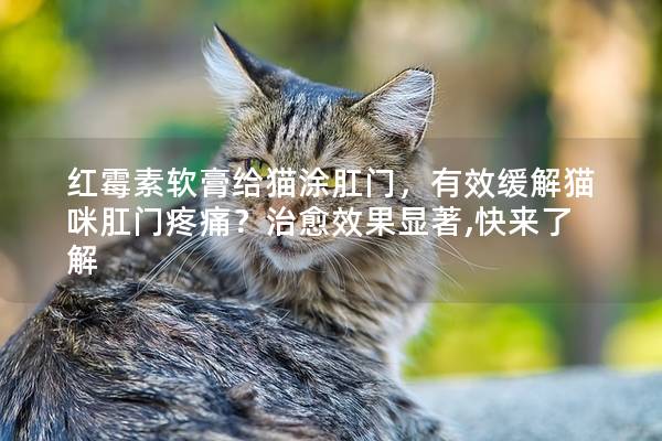 红霉素软膏给猫涂肛门，有效缓解猫咪肛门疼痛？治愈效果显著,快来了解