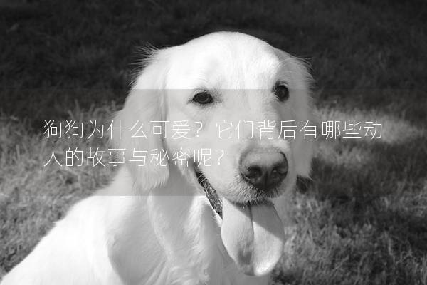 狗狗为什么可爱？它们背后有哪些动人的故事与秘密呢？