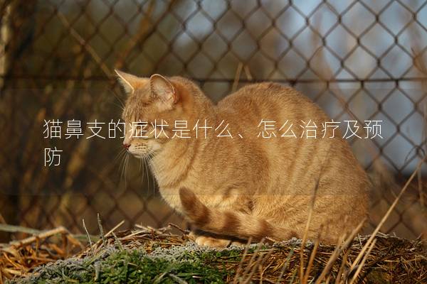 猫鼻支的症状是什么、怎么治疗及预防