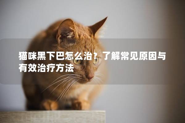 猫咪黑下巴怎么治？了解常见原因与有效治疗方法