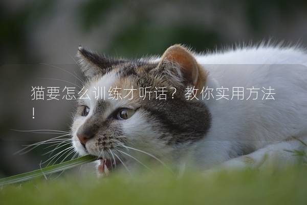 猫要怎么训练才听话？教你实用方法!